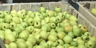 Mamy złote jabłko naszej produkcji Teraz jest w zimnym