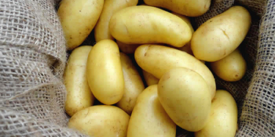 Stare ziemniaki 15kg, 25kg, cena bez VAT zawiera dostawę