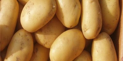 Ziemniak stał się ważną uprawą zarówno dla rolników, jak