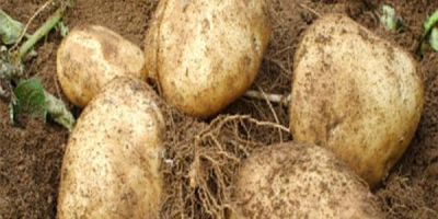 Jakość ziemniaków Cebula Uzbekistan Pochodzenie Kapusta gatunku Jesteśmy dostawcami