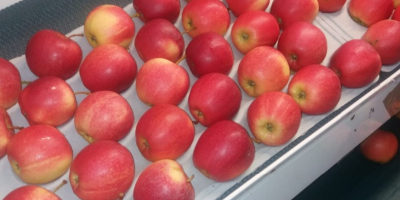Świeże jabłka w odmianie Royal Gala pochodzenia węgierskiego. Owoce