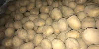 Jakość ziemniaków Cebula Uzbekistan Pochodzenie Kapusta gatunku Jesteśmy dostawcami