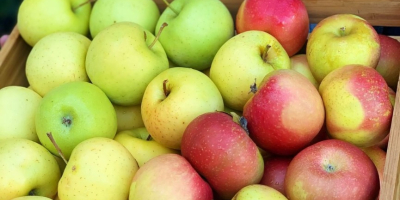 Fresh apple available and high quality command from any