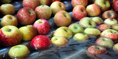 Fresh apple available and high quality command from any
