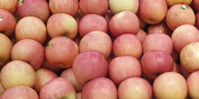 Fresh apple available and high quality command from any