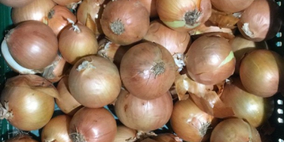 Sprzedajemy wysokiej jakości cebulę z Kazachstanu Pakowane w worki