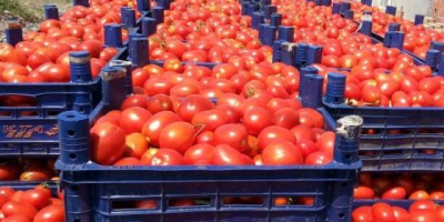 jesteśmy wiodącymi producentami wszystkich rodzajów świeżych warzyw na świecie,