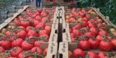 jesteśmy wiodącymi producentami wszystkich rodzajów świeżych warzyw na świecie,