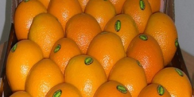 Fresh Fresh Orange na sprzedaż Rozmiary: 44/48/56/64/72/80/88/100/113/125 Uszczelka: Standardowe