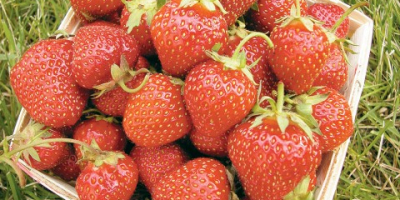 i will sell fresh and frozen Strawberry package in