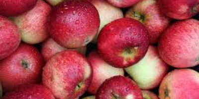 Świeże jabłka na sprzedaż Whatsapp Wszystkie dostępne odmiany jabłek