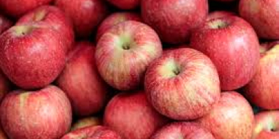 Świeże jabłka na sprzedaż Whatsapp Wszystkie dostępne odmiany jabłek