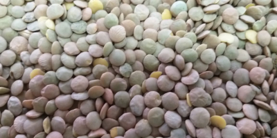 Polska firma oferuje do sprzedaży produkty rolne kazachstańskiego pochodzenia: