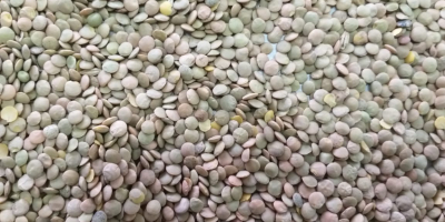 Polska firma oferuje do sprzedaży produkty rolne kazachstańskiego pochodzenia: