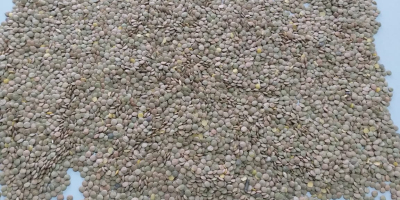 Polska firma oferuje do sprzedaży produkty rolne kazachstańskiego pochodzenia: