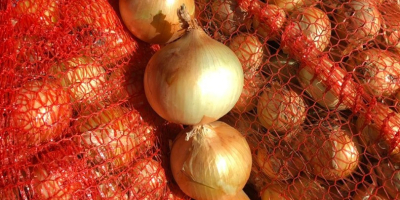 Sukcesywne dostawy cebuli świeżej w łusce kaliber 5-8 w