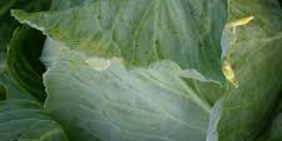Świeża zielona kapusta Rozmiar: 500-1000g, 1000-1500g, 1500-2000g, 2000g-3000g, 3000g