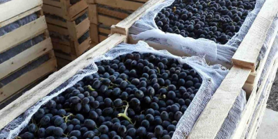 Sprzedaż winogron. Krajem produkcji jest Uzbekistan. Bardzo słodki. Możemy