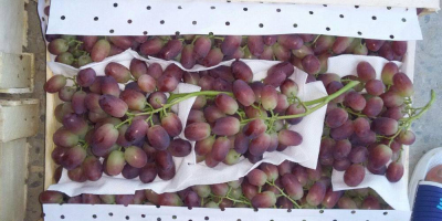 Sprzedaż winogron. Krajem produkcji jest Uzbekistan. Bardzo słodki. Możemy
