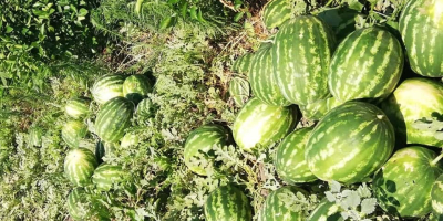 Prodavam Watermelons Wholesale Pochodzenie towarów Turcja Minimalna ilość 30