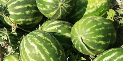 Prodavam Watermelons Wholesale Pochodzenie towarów Turcja Minimalna ilość 30