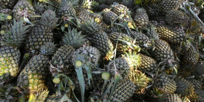 Rozmiar 300 gramów żółty słodki jakość gwarantowana pierwszorzędny ananas