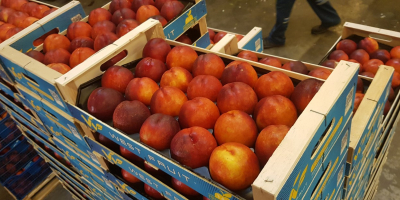 Firma Fia Gogot Fruit w Grecji Salonik oferuje najwyższą