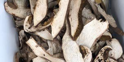 Borowik szlachetny, borowiki borowikowe, cepes, steinpilz, zbierane z miejsc