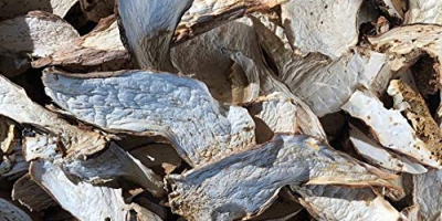 Borowik szlachetny, borowiki borowikowe, cepes, steinpilz, zbierane z miejsc