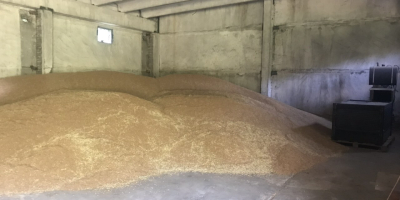 Prodavam Hlebna Odmiana pszeniczna Sofu 180 ton Meister-60 ton