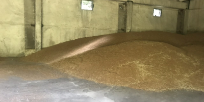 Prodavam Hlebna Odmiana pszeniczna Sofu 180 ton Meister-60 ton
