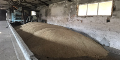 Prodavam Hlebna Odmiana pszeniczna Sofu 180 ton Meister-60 ton