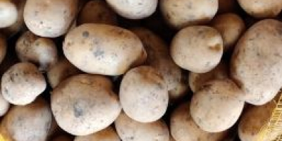 Witam, ziemniaki odmiana Colombo kaliber 5-10, worek szyty 15kg