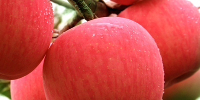 Najwyższej jakości Czerwony Świeży Fuji Apple Dostępny w dostawie.