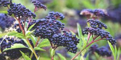 The dark blue-purple berries of the elder tree, also
