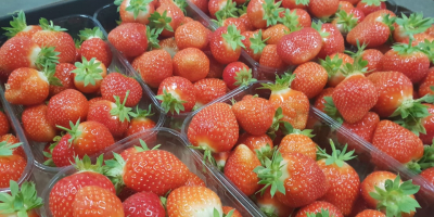Fresh strawberry, top quality, good for export, 500 g
