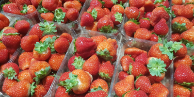Fresh strawberry, top quality, good for export, 500 g
