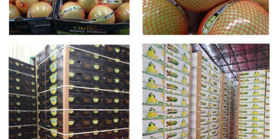 Jesteśmy bezpośrednim producentem pomelo, mamy dwie bazy do sadzenia