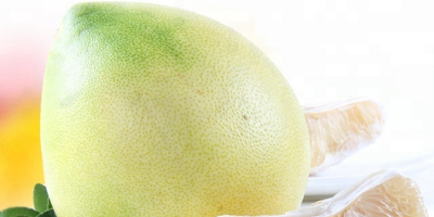 Jesteśmy bezpośrednim producentem pomelo, mamy dwie bazy do sadzenia