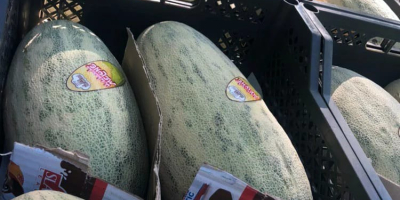 Witam, na sprzedaż melon import ze słonecznego Uzbekistanu, pakowanie