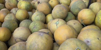 Mamy do sprzedania żółte melony import Rumunią.Ilosci calosamochodowe 20