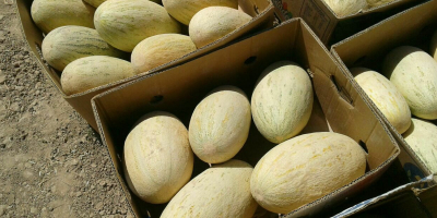 Sprzedam melony, torpedowe. Rozmiar: 2,5-5 kg Warunki dostawy: FCA,