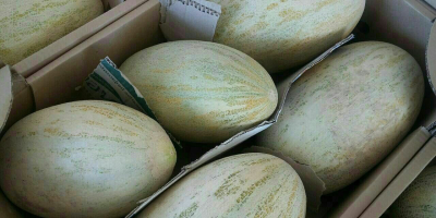 Sprzedam melony, torpedowe. Rozmiar: 2,5-5 kg Warunki dostawy: FCA,