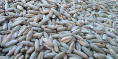 Sprzedam pszenżyto ze zbioru 2019 około 3.5 tony cena