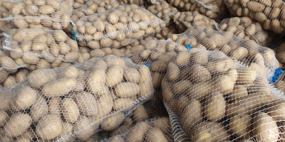 Ziemniaki o białym miąższu odmiany Catania. Wyłącznie duży kaliber