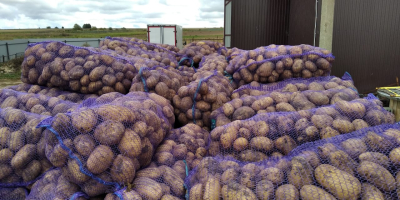 Ziemniaki różnych odmian z Białorusi o objętości ponad 1000