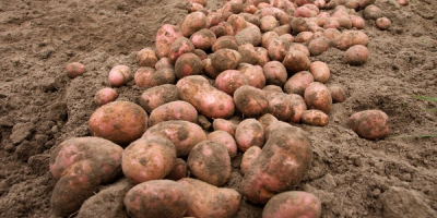 ziemniaki jadalne rodzaj: irga i irys