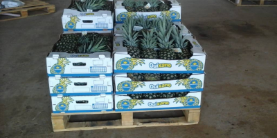 Mamy dostępny ananas z Wybrzeża Kości Słoniowej w zachodniej