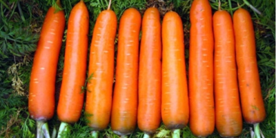 Xiamen China Fresh Red Carrot Szczegółowy opis produktu Rodzaj: