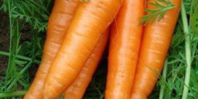 Xiamen China Fresh Red Carrot Szczegółowy opis produktu Rodzaj: